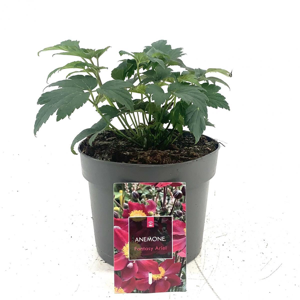 Anemone h. Fantasy Ariel, paars.