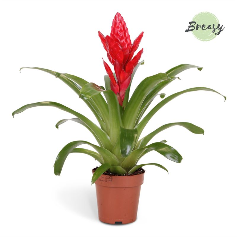 Vriesea Poelmanii.