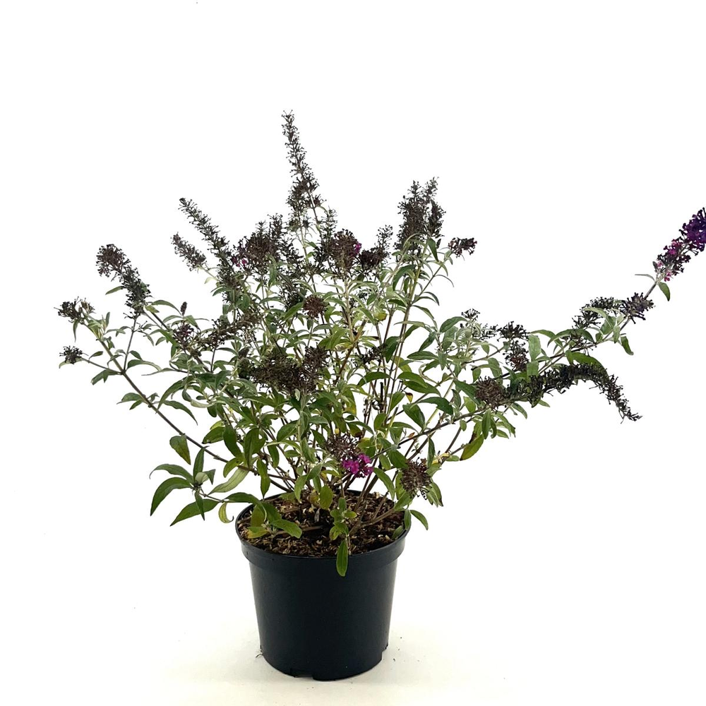 Buddleja Butterfly Red.