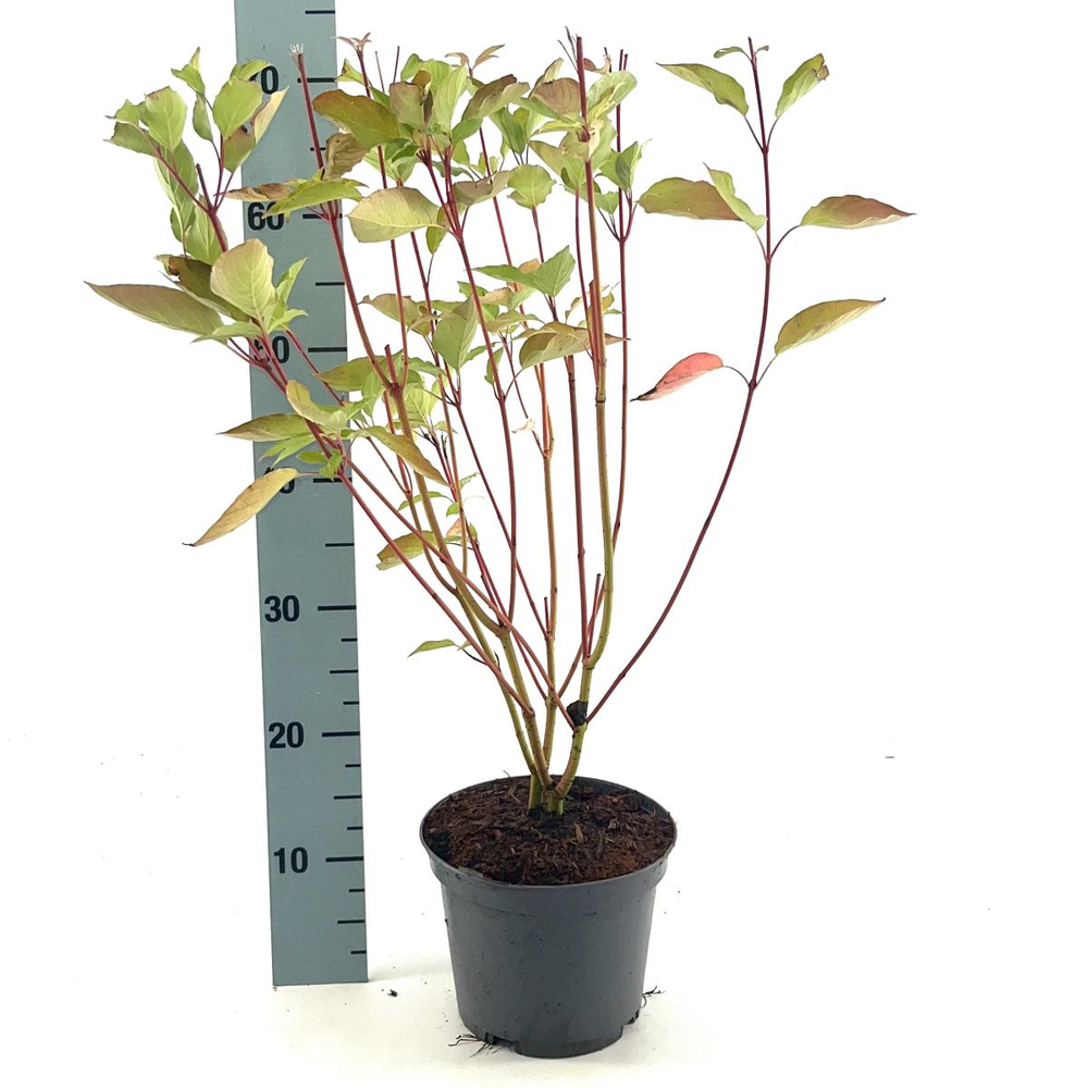 Cornus sericea 'Cardinal'.
