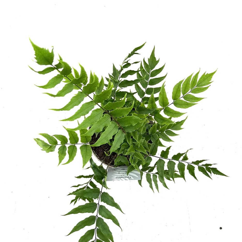 Cyrtomium fortunei clivicola.