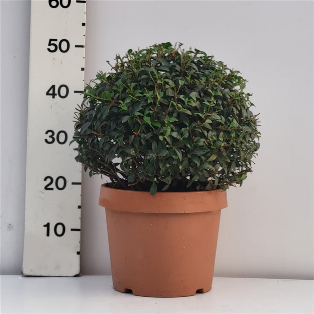 Osmanthus Burkwoodii Ø 30/35.