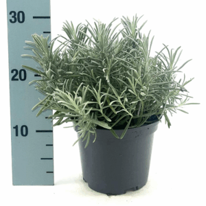 Lavandula int. 'Grosso'