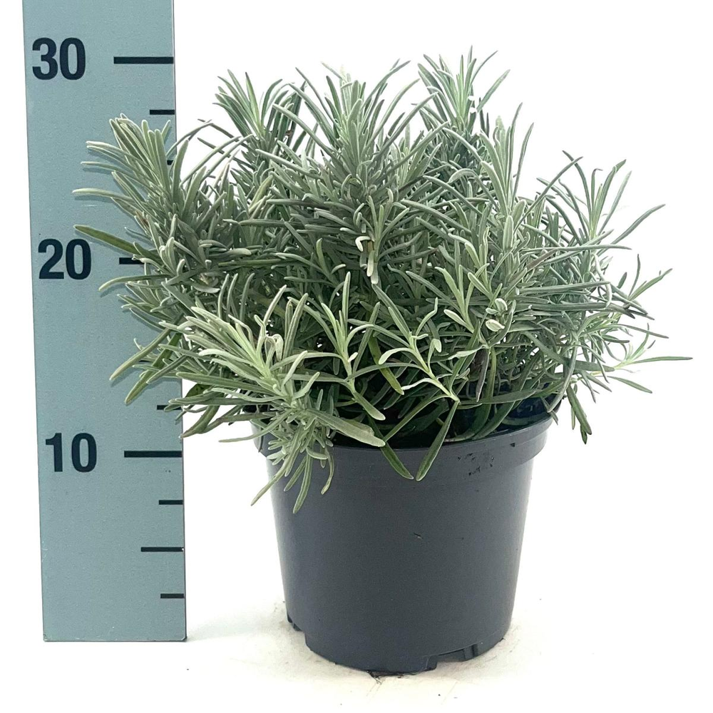 Lavandula int. 'Grosso'.