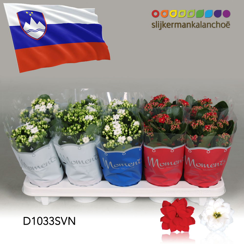 Kalanchoe Moments - Slovenia flag.