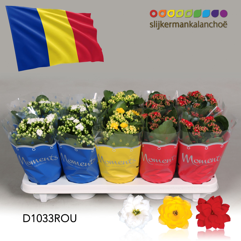 Kalanchoe Moments - Romania flag.