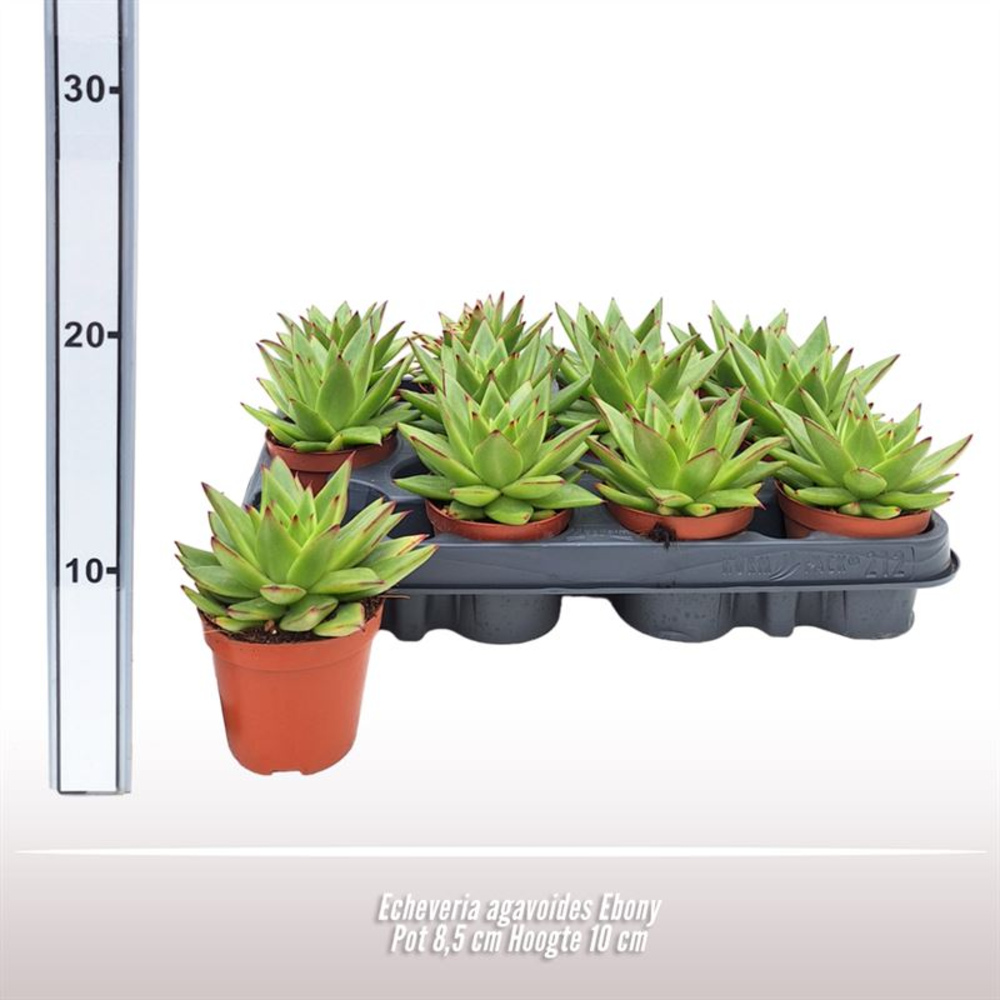 Echeveria agavoides Ebony.