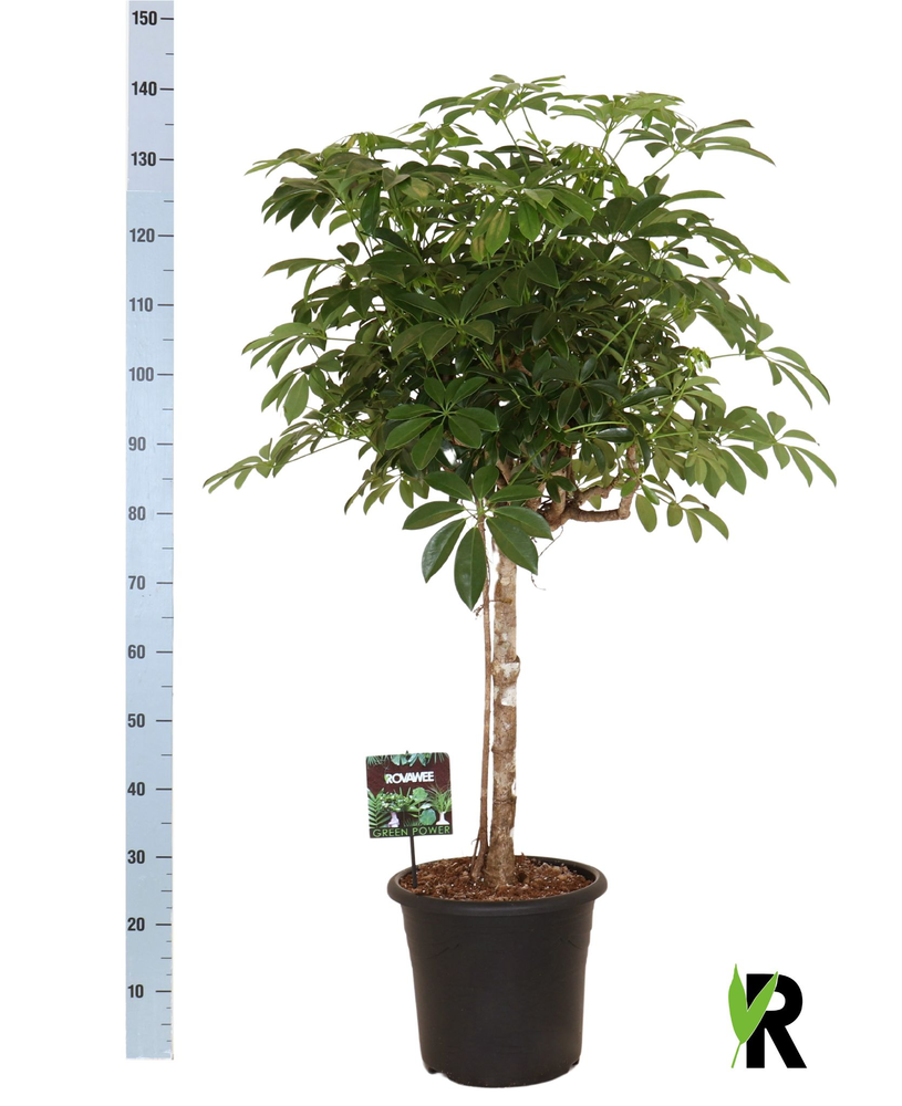 Schefflera arb. compacta op stam.