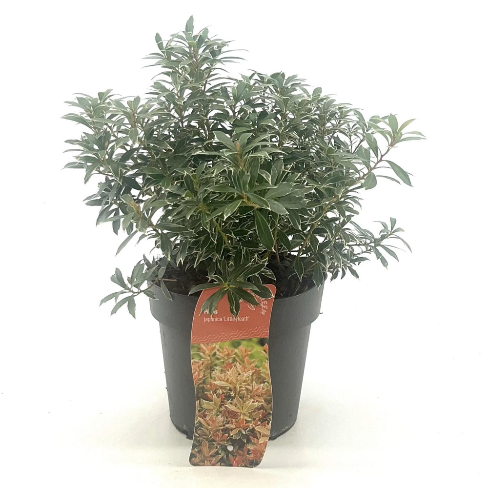 Pieris jap. 'Little Heath'.