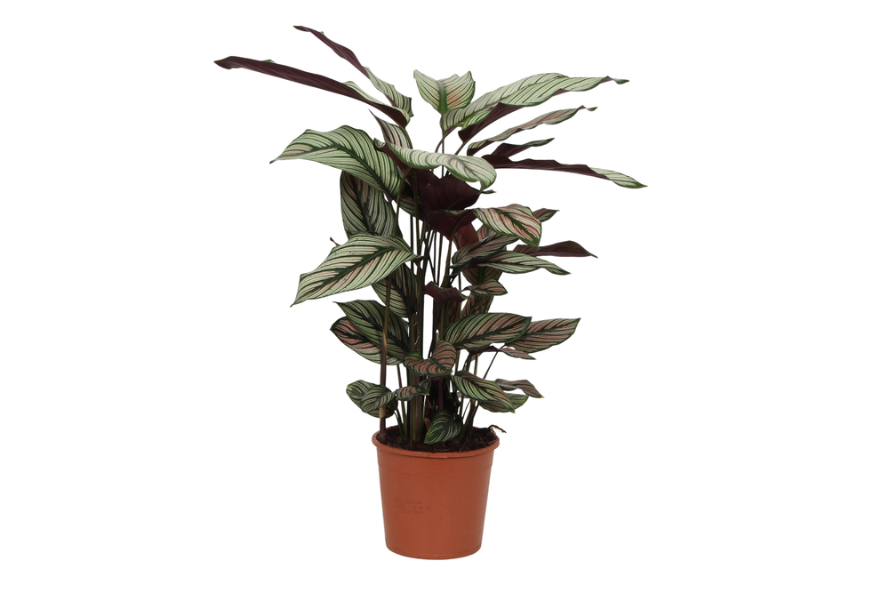 Calathea 14cm White Fusion Rhythm of Nature zonder.