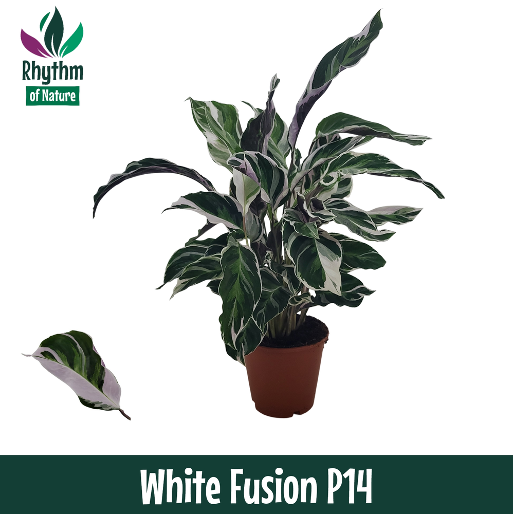 Calathea 14cm White Fusion Rhythm of Nature.