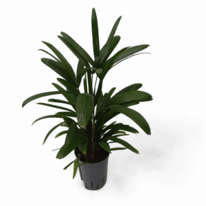 Rhapis excelsa hy.