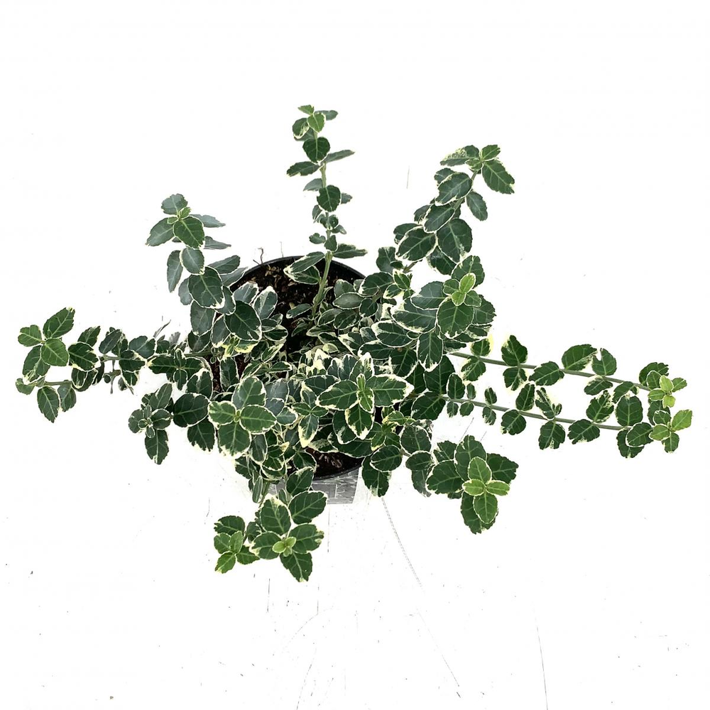 Euonymus fort. 'Emerald Gaiety'.
