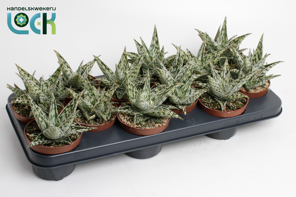 Aloe Caddo.