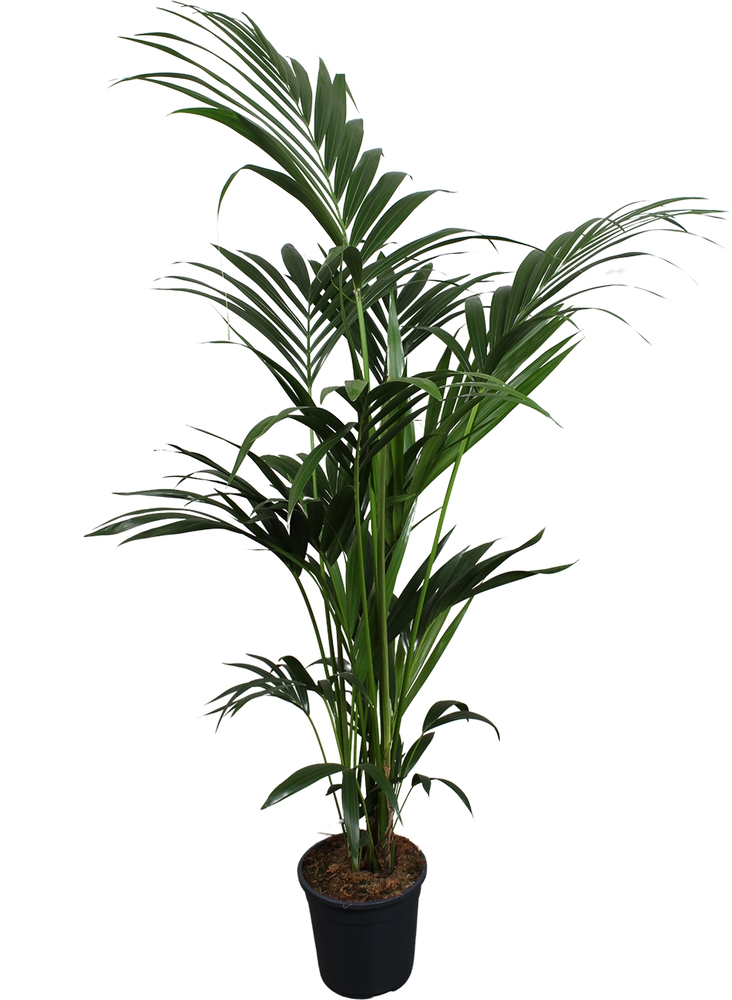 Howea forsteriana (Kentia) 6 pit 160-180cm.