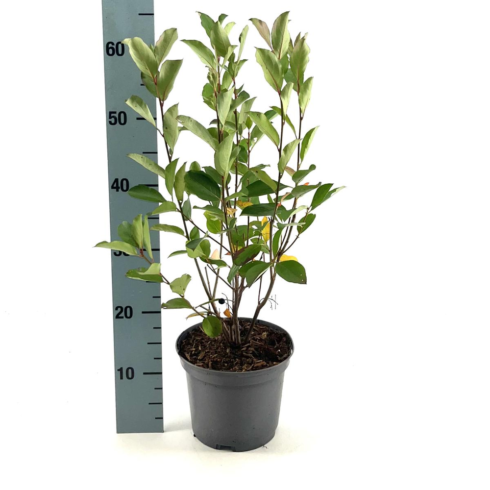 Aronia melanocarpa 'Autumn Magic'.