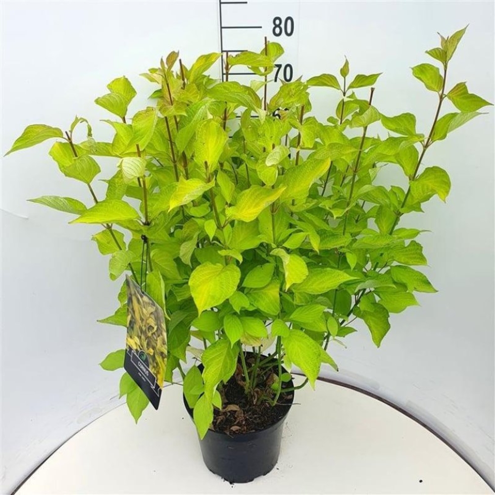 Cornus alba 'Aurea'.
