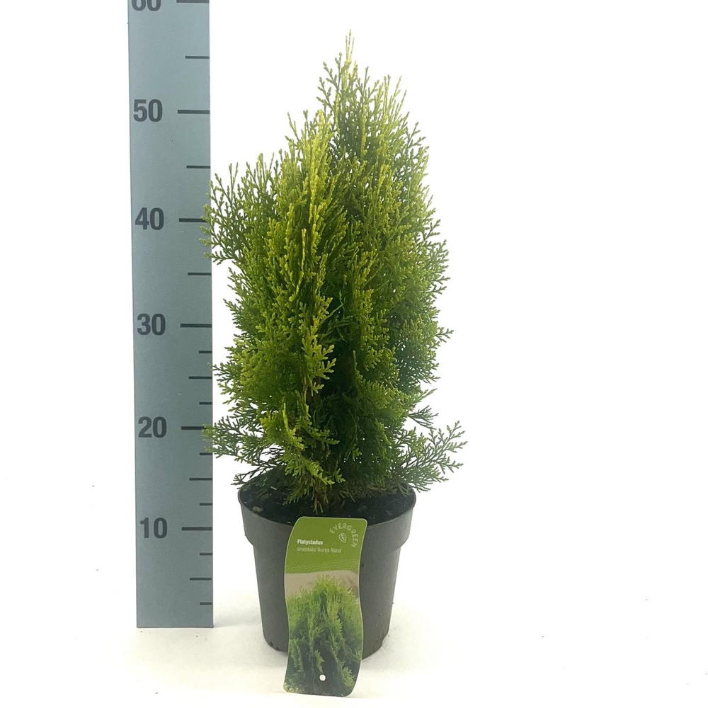 Platycladus or. 'Aurea Nana'.