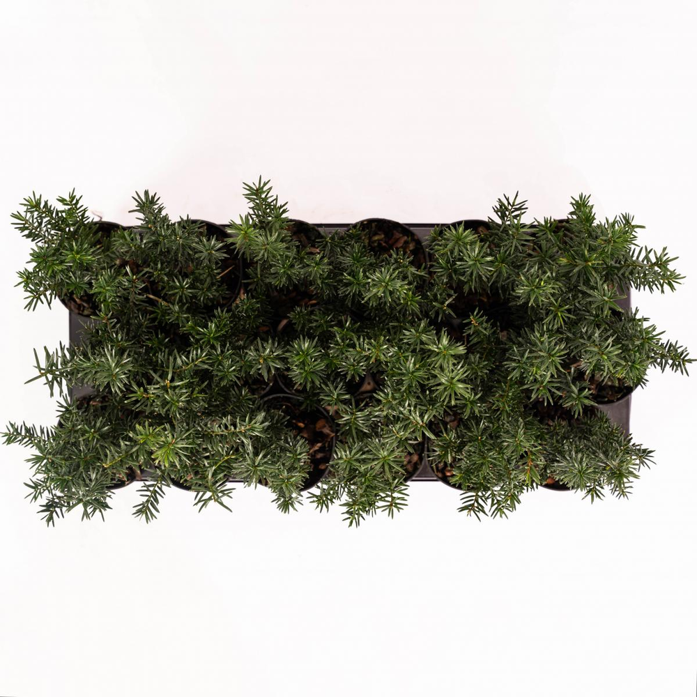 Taxus baccata.