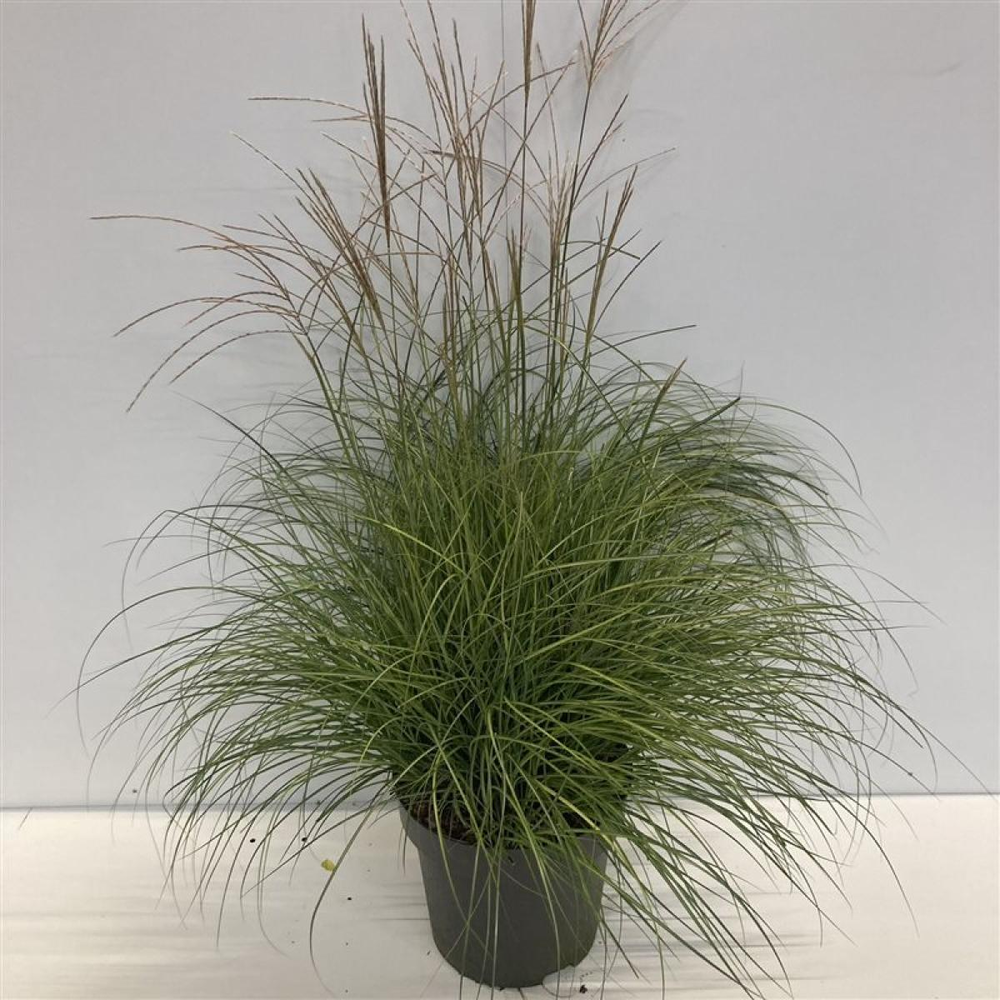 Miscanthus sin. 'Adagio'.