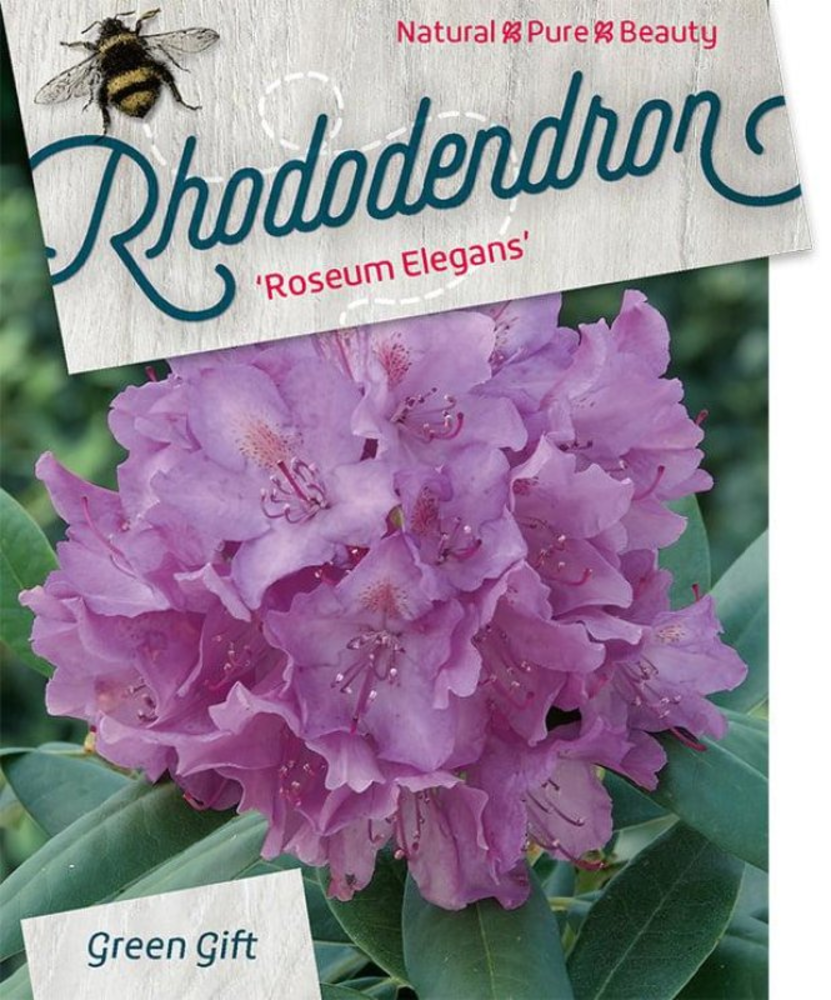 Rhododendron 'Roseum Elegans'.