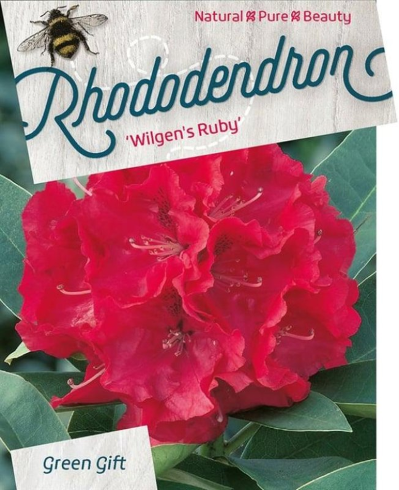 Rhododendron 'Wilgen's Ruby'.