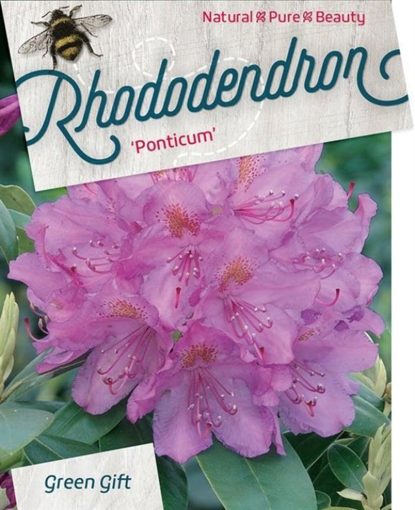 Rhododendron ponticum.