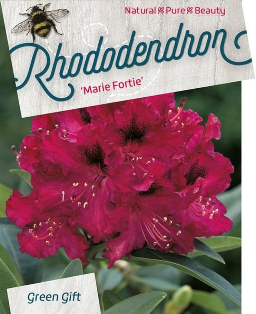 Rhododendron (AC) 'Marie Fortie'.