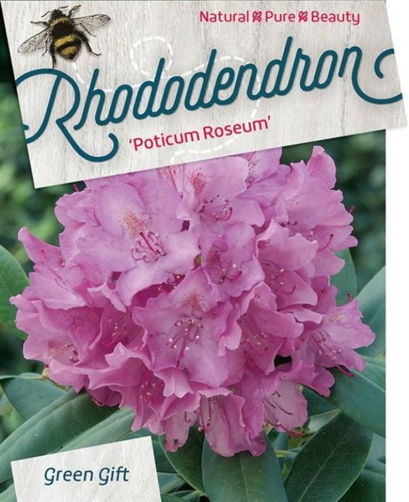 Rhododendron pont. 'Roseum'.