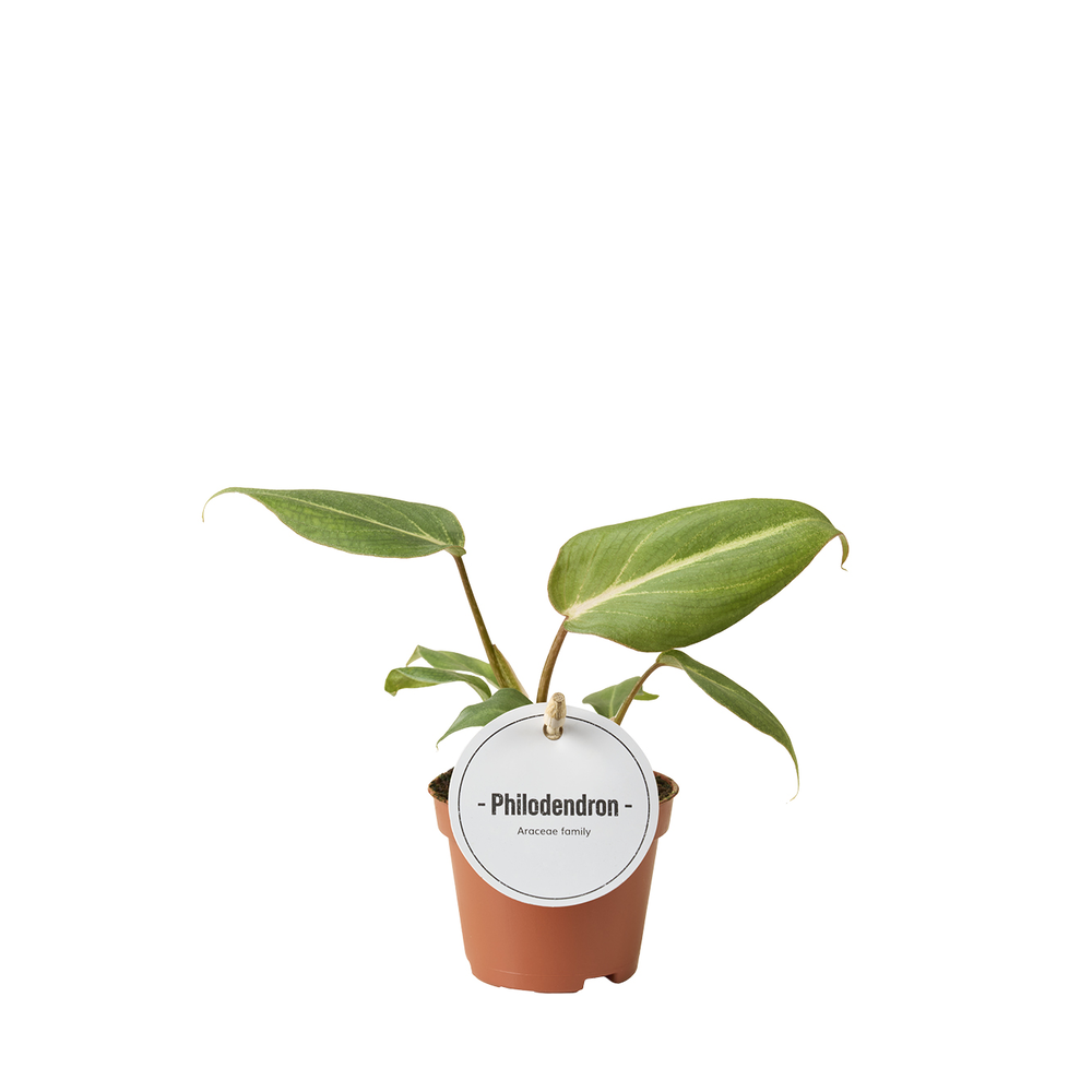 Philodendron Gloriosum.
