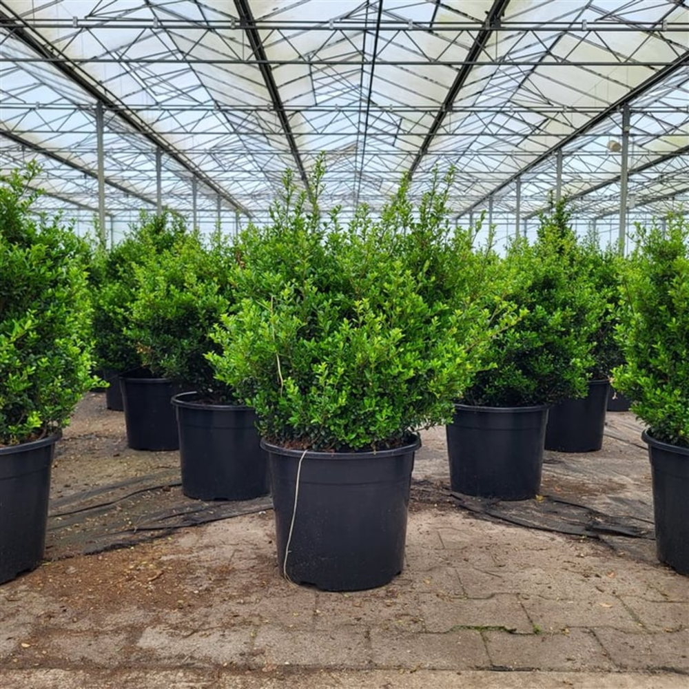 Ilex crenata 50/60.
