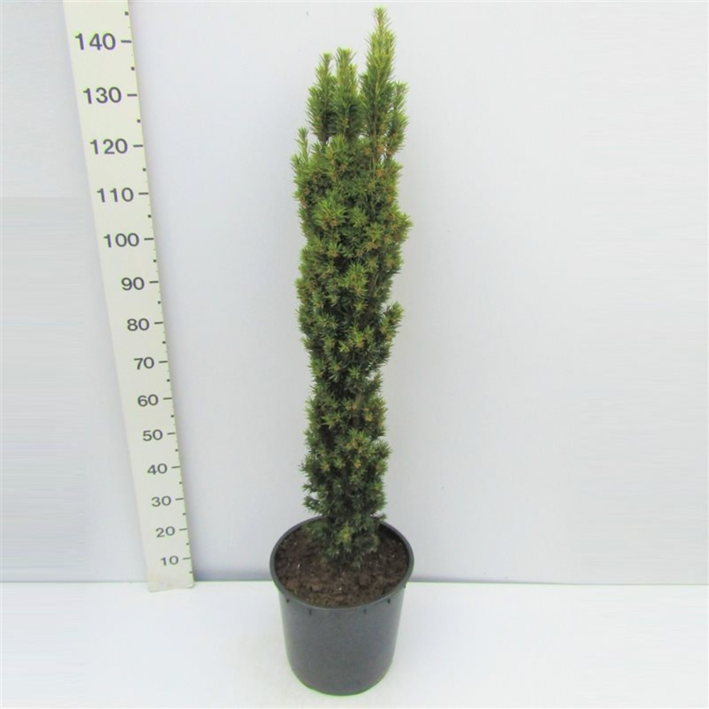 Taxus baccata David 100/120 gekiemd.
