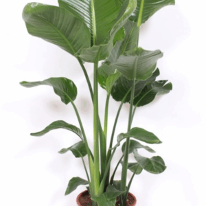 Strelitzia nicolai