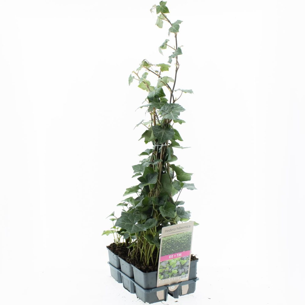 Hedera hibernica, gebonden.