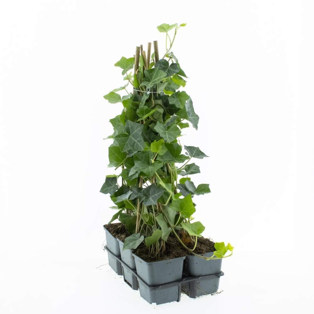 Hedera hibernica, gebonden.
