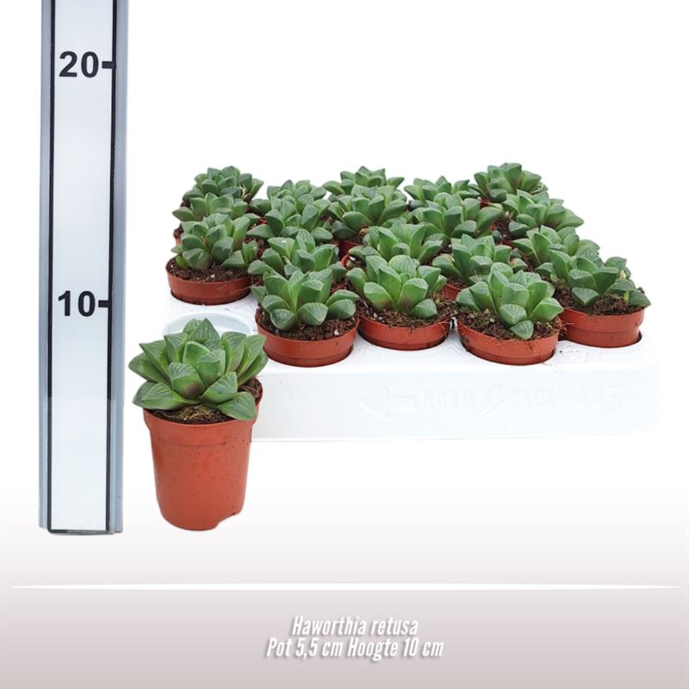 Haworthia retusa.