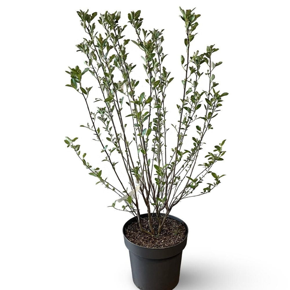 Aronia melanocarpa.