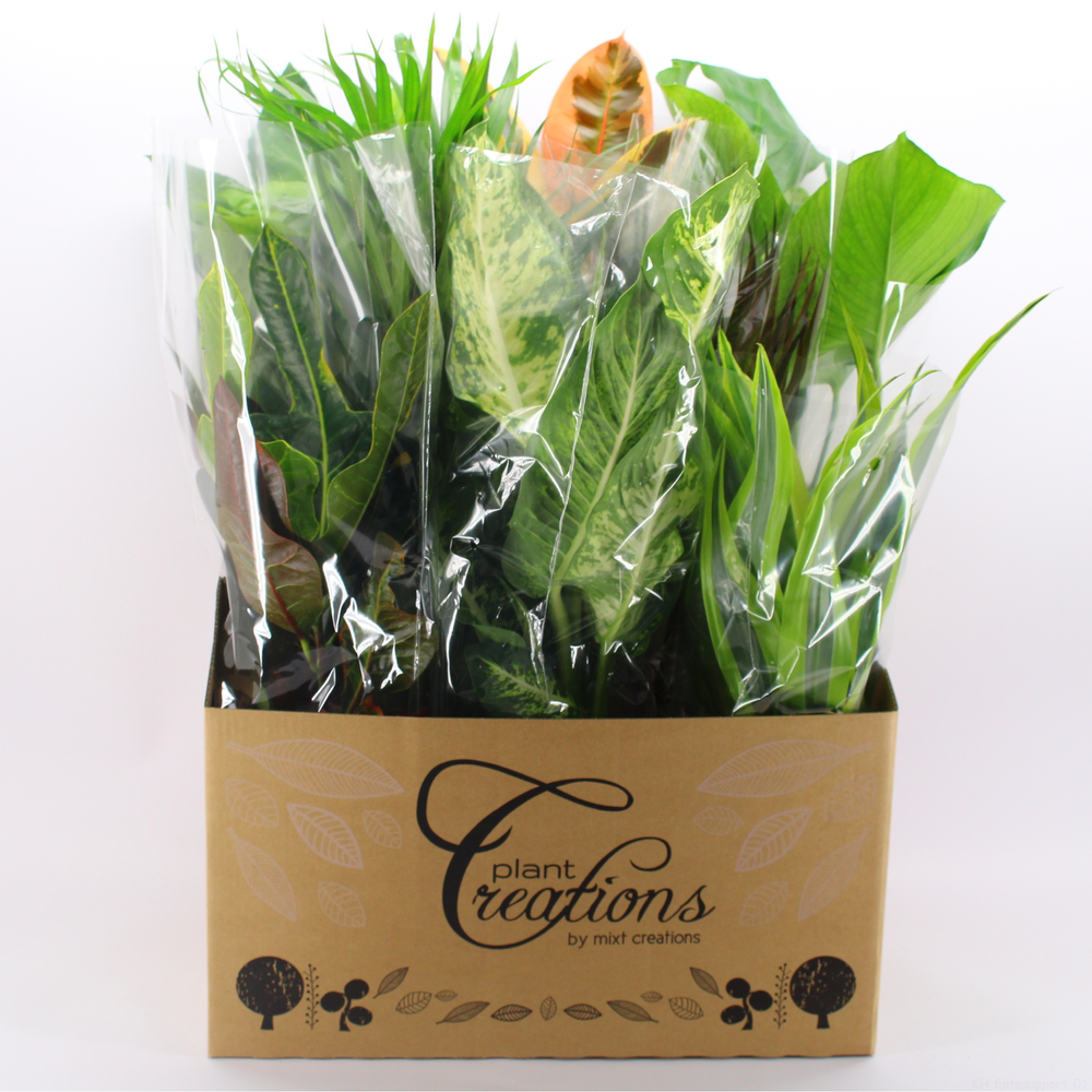 M-8 Mixplanten showdoos.