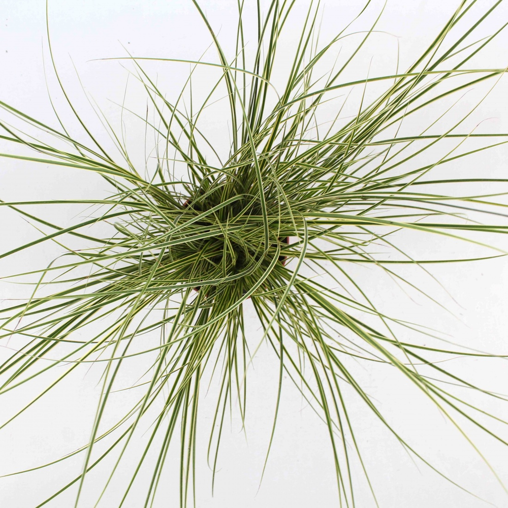 Carex brunnea 'Jubilo'.