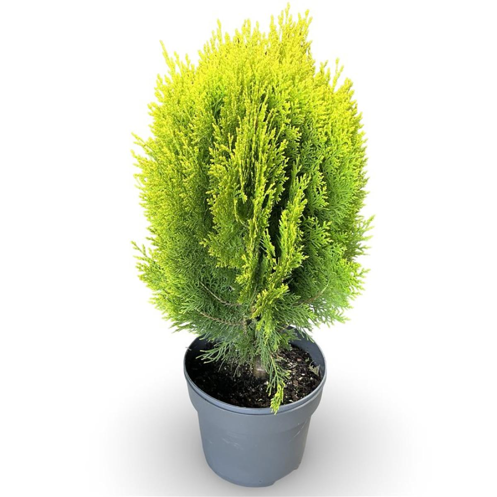 Thuja occ. 'Aurea Nana'.