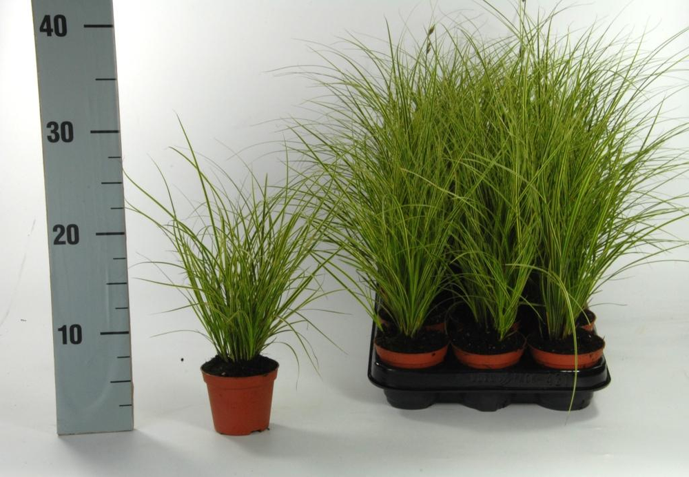 Carex brunnea 'Variegata'.