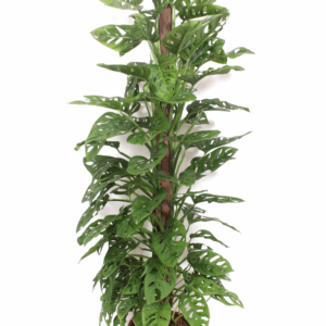 Monstera Monkey Leaf "kratistestok"