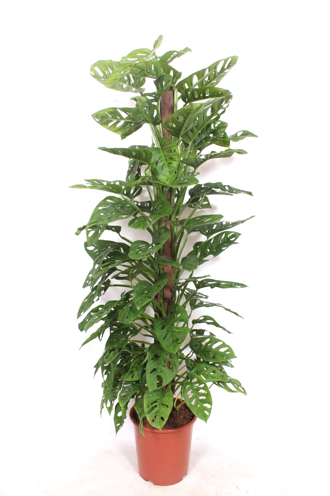 Monstera Monkey Leaf "kratistestok".