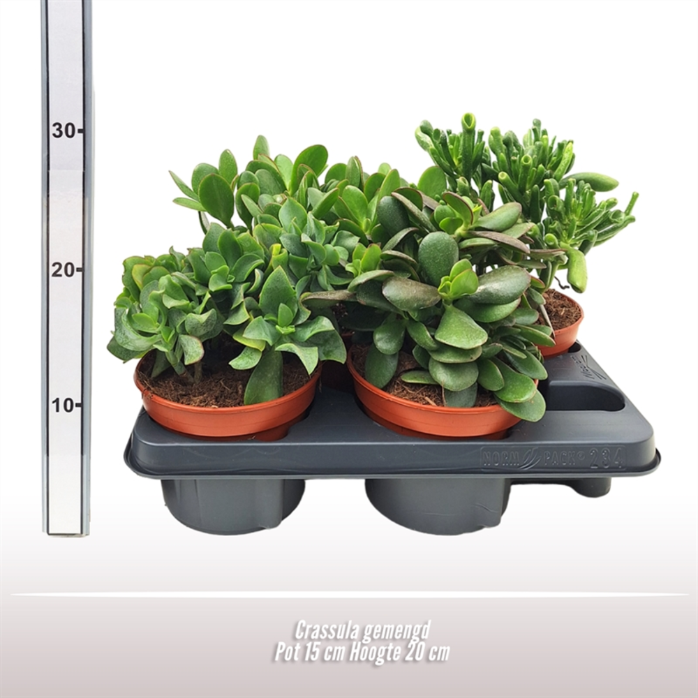 Crassula gemengd.