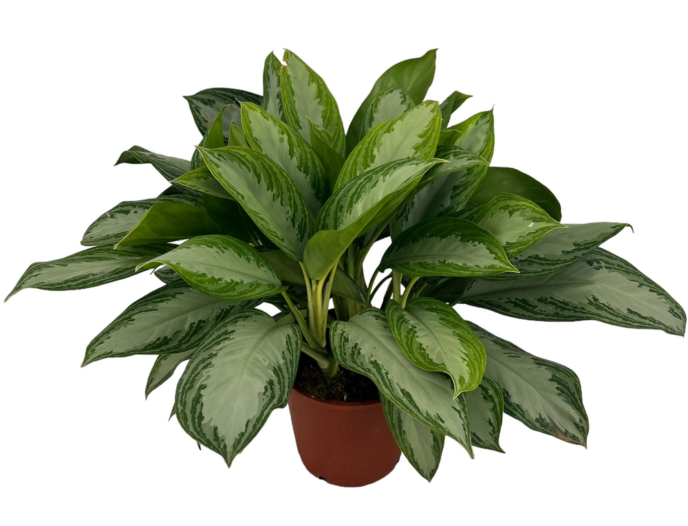 Aglaonema Silver Bay P27.