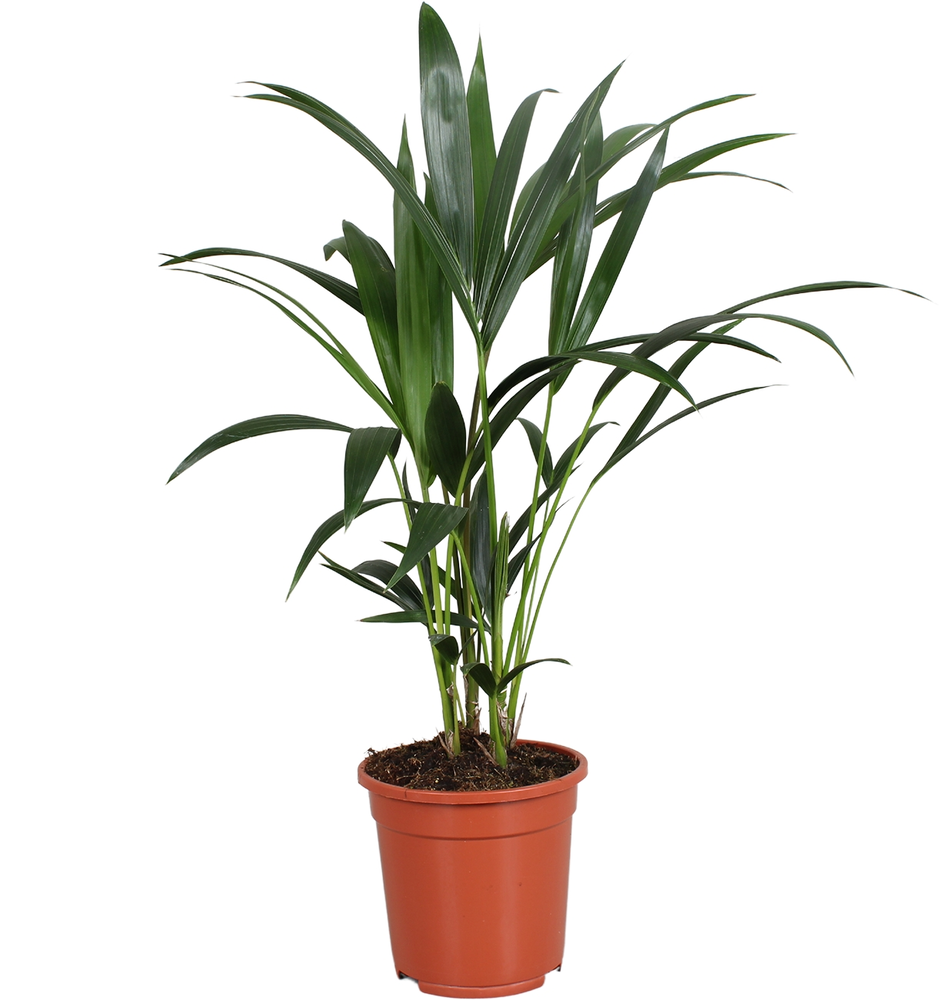 Howea forsteriana (Kentia) 4 pit 70-80cm.