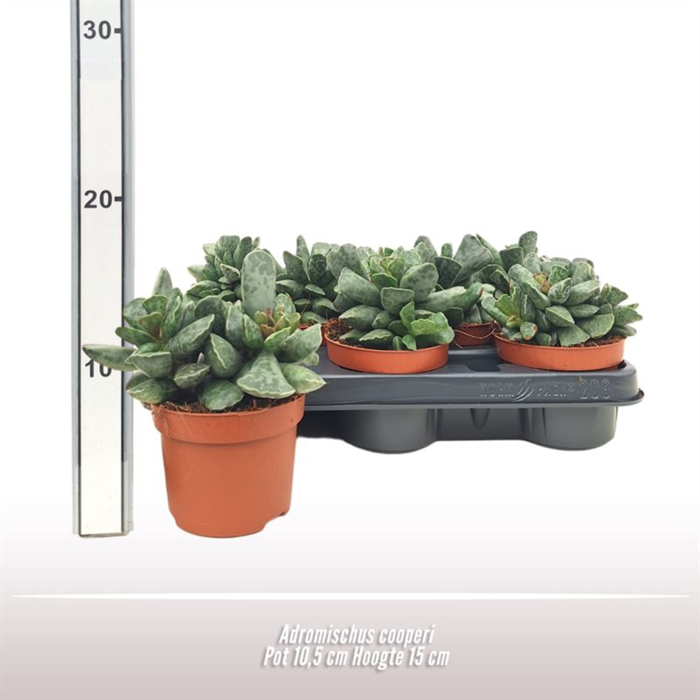 Adromischus cooperi.