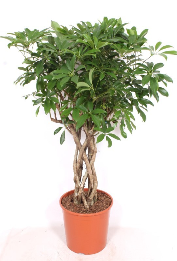 Schefflera arboricola 'Compacta'.