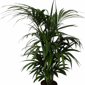 howea hydro.