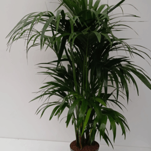 howea hydro.